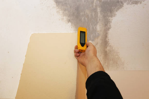 Best Airborne Mold Testing  in Rio Linda, CA