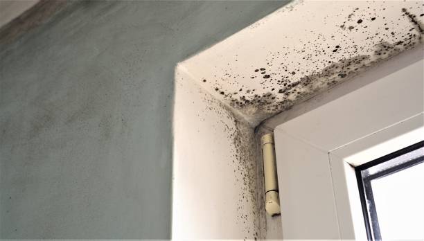 Mold Remediation for Vacation Homes in Rio Linda, CA