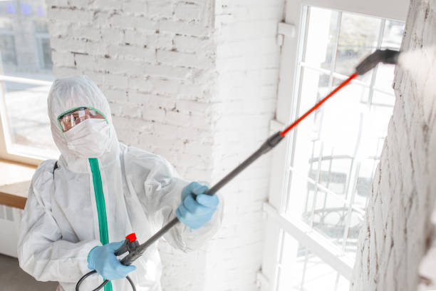 Professional Mold Removal in Rio Linda, CA