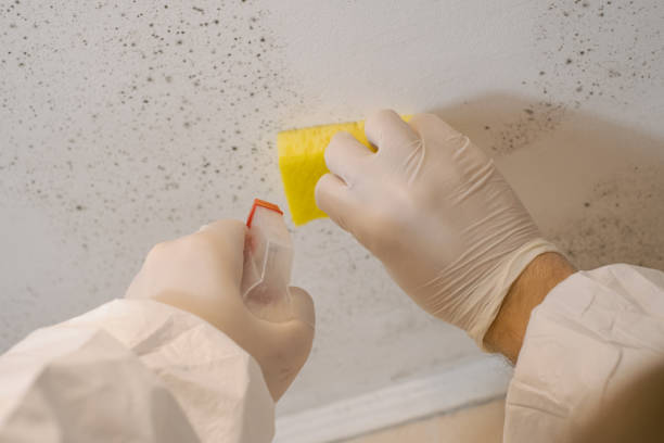 Best Mold Damage Restoration  in Rio Linda, CA