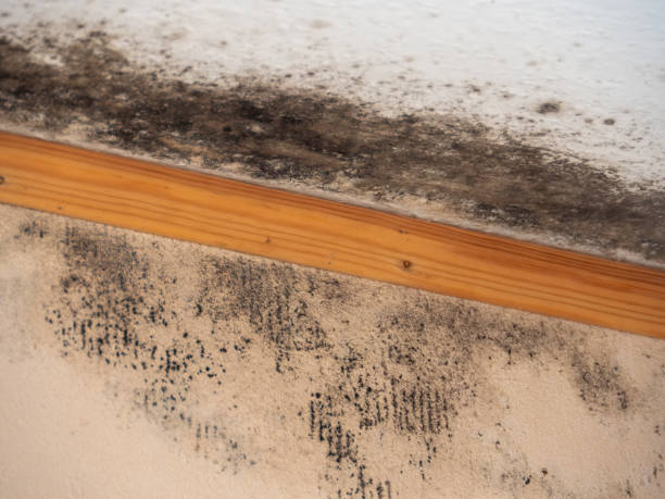 Best HVAC Mold Inspection and Cleaning  in Rio Linda, CA