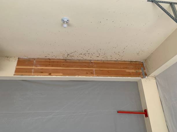 Best Basement Mold Removal  in Rio Linda, CA