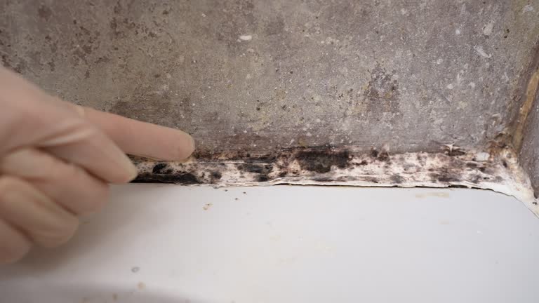 Best Environmental Consulting for Mold Prevention  in Rio Linda, CA